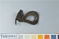 藏品(菊池氏龜殼花)的圖片